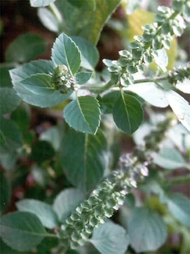 Heiliges Basilikum/Tulsi (Ocimum tenuiflorum syn. sanctum) - ca. 500 Samen