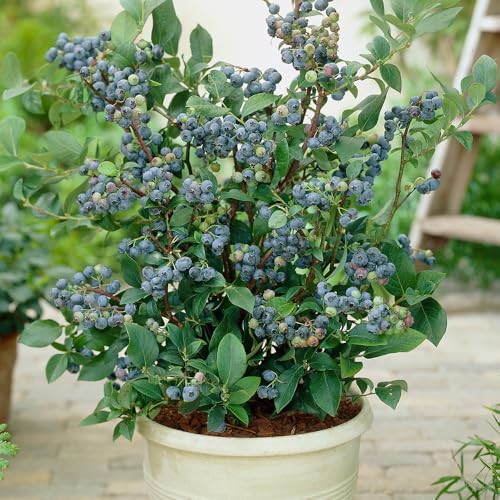 YouGarden Blueberry Vaccinium, Late Season Blueberry Crops, Established Plant in 3L Pot, Ready to Plant for Grow Your Own Fruit
