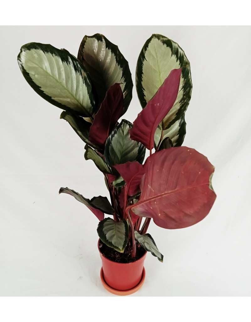 Neethu's Mart | Calathea Picturata Argentea | Healthy Live Plant | Natural Air Purifier | Indoor/Outdoor Plants for Home & Office Decor-image-17