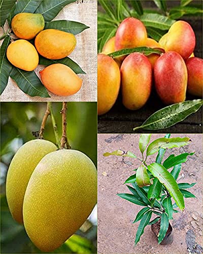 Imported Rare Mulgoba Malgova Mango Fruit Tree Live Plant (Grafted
