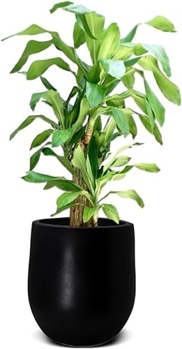 Miniatura 1 de Elly Décor Macetero cónico de fibra de 12 pulgadas, diseño cónico liso, maceta de jardín ligera y duradera para patio, interior y exterior, 11 x 12