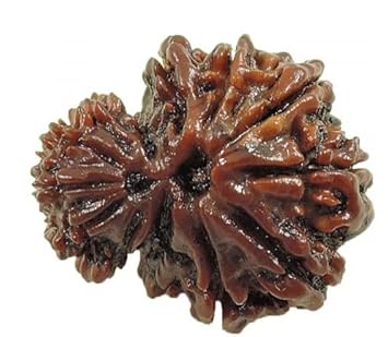 Gemstone King Garbha Garbh Gauri Rudraksha Nepali Best Original Dark Line Beads with Silver Pendent Original IGL Lab Tested Use for Men & Women Garbh Gori Rudraksh? ? ? ?? ?