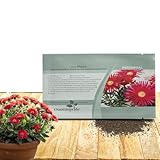 Outsidepride Gelato Red Ice Plant Seeds - 5000 Pcs Perennial, Drought Tolerant Ground Cover Seeds for Planting Vibrant Trailing Blooms, Ideal for Sunny Gardens & Xeriscape Landscaping