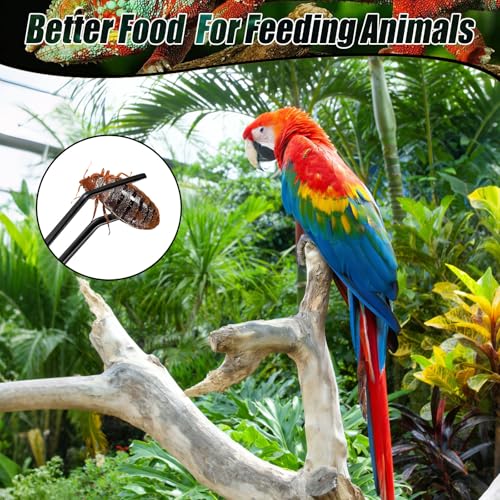 Noviatrix 2 Stück Aquarium Pinzette, 27 cm Reptilien Futterzange Schützt die Finger Lange Pinzette Edelstahl Geeignet für Eidechsen, Spinnen, Schlangen und die Fütterung im Aquarium (Schwarz)