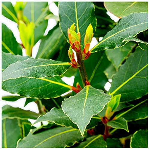 Growing Bay Leaf Plants UK Bay Tree Care & Varieties Herb Expert