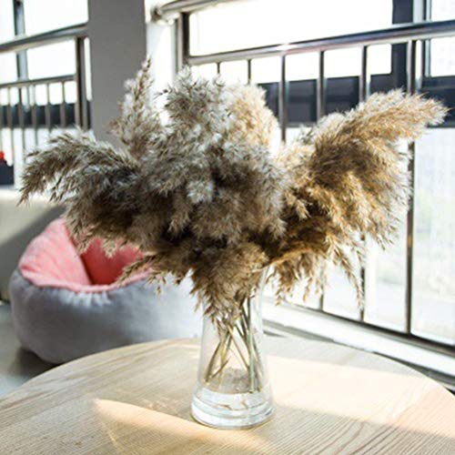 Grama Pampas Secas Srliya 60 * 8 * 8 Flores Secas Naturais Buquê Marrom Grama Pampas Flores Secas Bo