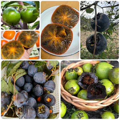 diospyros digyna semillas de caqui negro, balcón resistentes, budín de chocolate con zapote negro - caqui resistente - raras, 10pcs