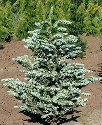 Silverlock Korean Fir -Like a Flocked Christmas Tree Live Plant