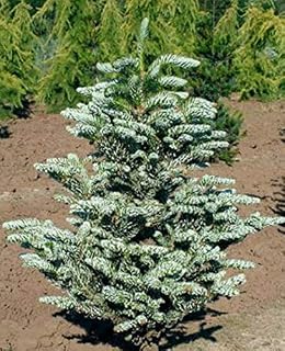 Silverlock Korean Fir -Like a Flocked Christmas - Tree 2 Year Tree