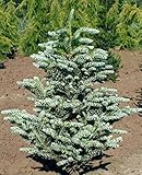 Silverlock Korean Fir -Like a Flocked Christmas Tree 2 - Year Live Plant