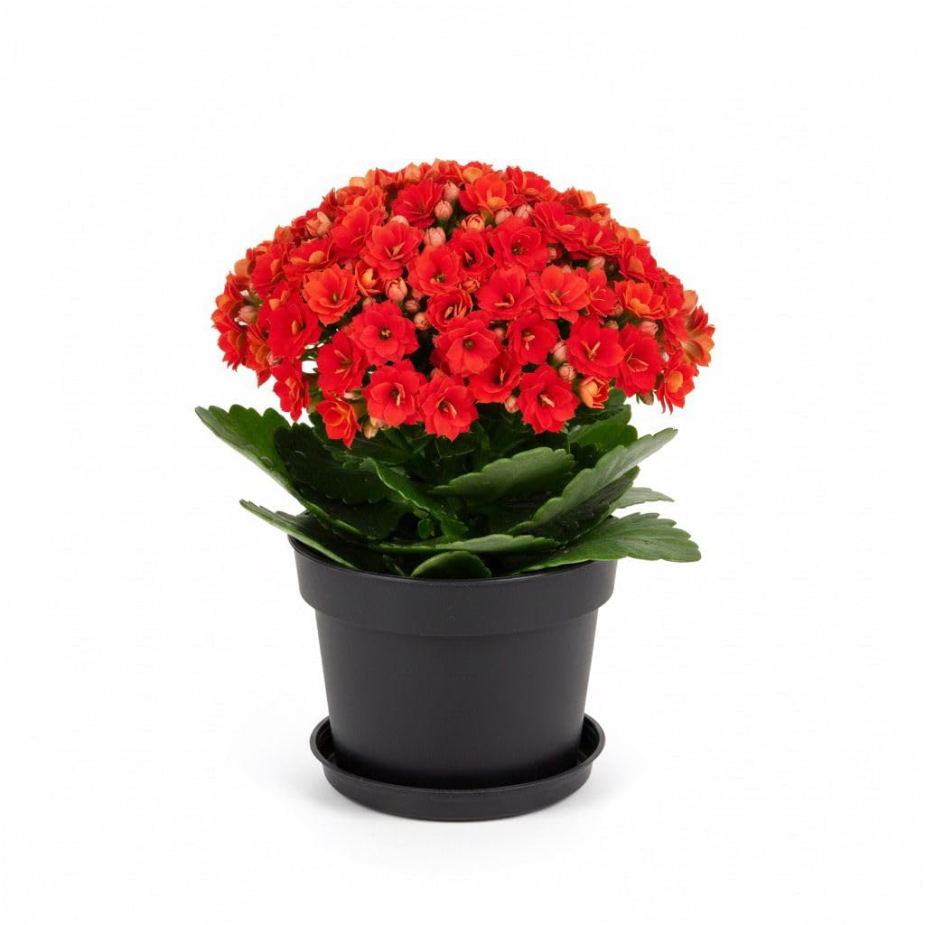 Live Red Kalanchoe Plant in Pot, Indoor Flowering Succulent Houseplant with Long-Lasting Blooms, Perfect for Home and Office Decor