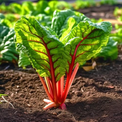 semillas de ruibarbo resistentes semillas orgánicas jardín balcón camas elevadas para 550pcs