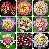 50 pcs/ bag, Lantana seeds, potted seed, flower seed, home garden