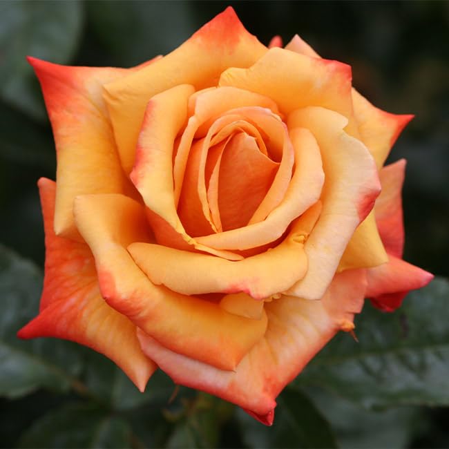 Amazon.com : Heirloom Roses Rose Plant - Remember Me® Orange Rose