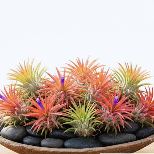 Live 1-2' Tall 6 Tillandsia Air Plants