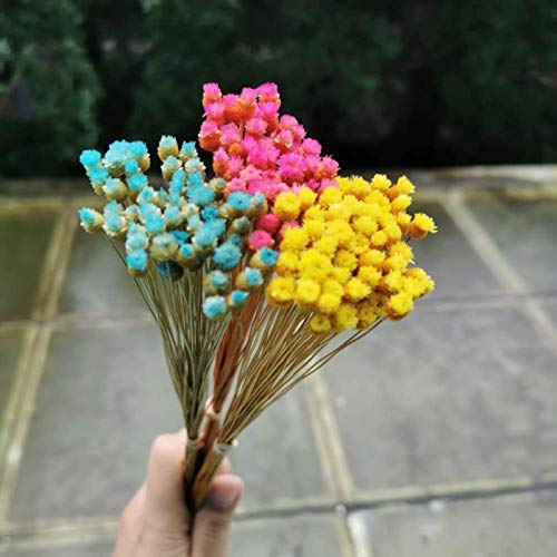 50 piezas Ramo mini flores naturales secas decorativas miniatura 2