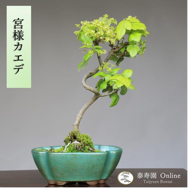 白木盆栽園　ミヤサマカエデ　宮様楓　盆栽　樹高21センチ　楓カエデ紅葉観葉植物 楽天市場】宮様楓 / ミヤサマカエデ（小品盆栽） いよじ園