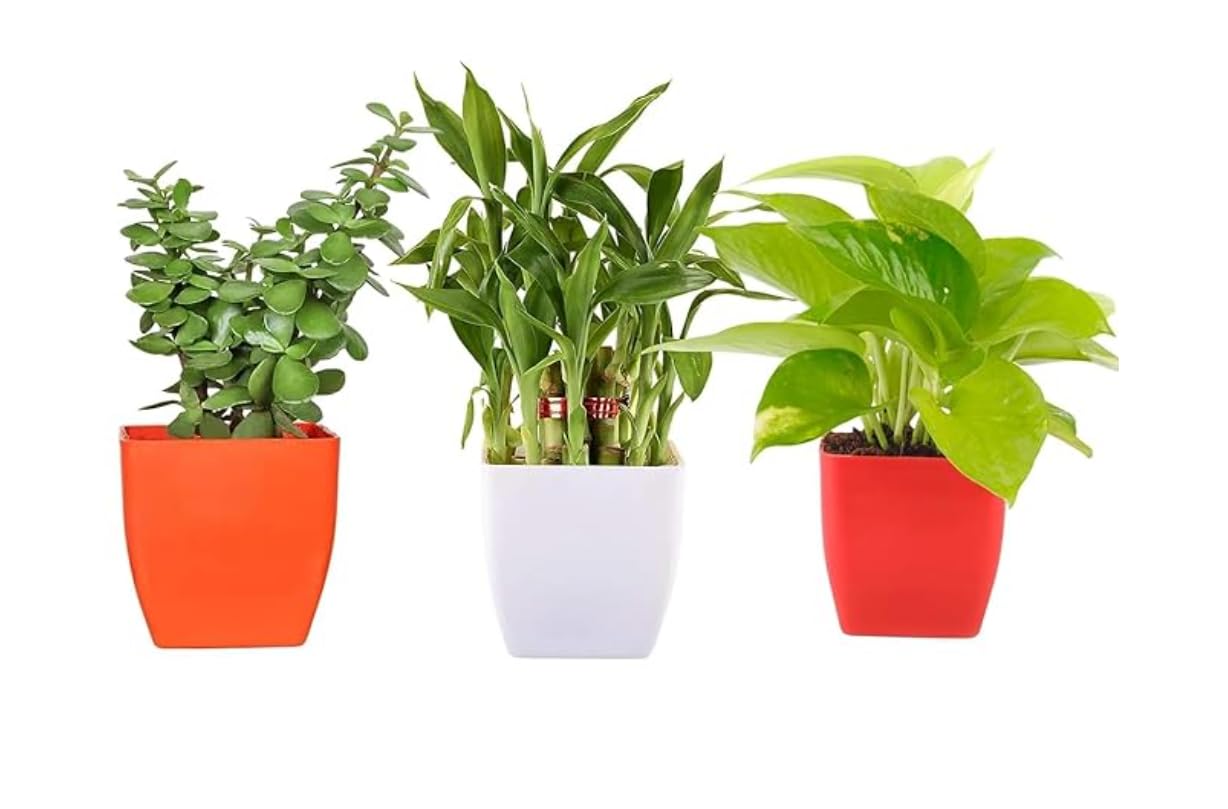See full amazon price history chart for Combo of Two Layer Lucky Bamboo Plant, Money Plant and Jade Plant | Live Plants Combo of Two Layer Lucky Bamboo Plant, Money Plant and Jade Plant | Live Plants (B0DC45RGJK) Amazon Price History, Amazon Price Tracker