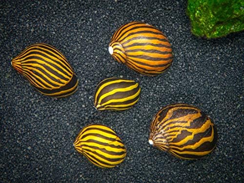Aquatic Arts 3 Live Zebra Nerite Snails | Substrate Clearer/Aquarium Filter | Safe in Freshwater Tetra/Guppy/Betta Fish Tanks