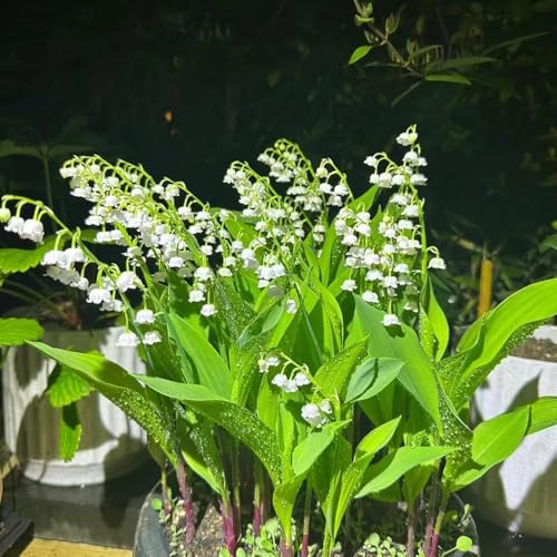 bulbos de lirio de los valles bulbos primavera, balcón tempranas, decoracion 8pcs