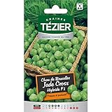 Tezier - Chou de Bruxelles Jade Cross HF1