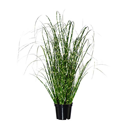 Gasper Künstliches Zebragras Miscanthus Zebrinus im Topf H. 52cm grün