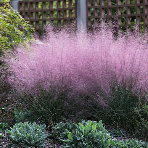 Plant Theory 9cm Pot Pink Muhly Grass Plant
