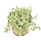 Sedum Little Missy Succulents, 4' Pot