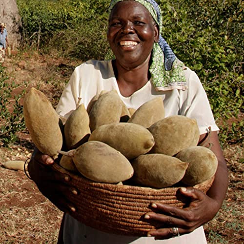 Jaunty Premium Baobab Powder from Africa - 5.3 oz / 150gram. Raw and Organic Super Fruit For Smoothies | Superfood Vitamin C Powder | Non Gluten | Non GMO from Africa - Image 6