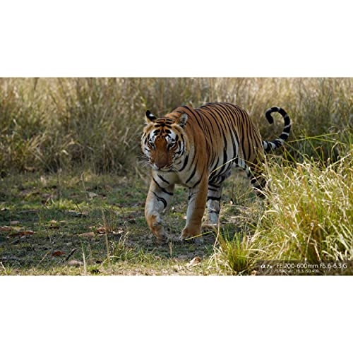 Image of Sony FE 200-600mm f /5.6-6.3 G OSS Lens with Manufacturer Accessories, Variable Neutral Density Filter, Ultraviolet Cap Keeper, Air Pump /Dust Blower & Deluxe Equipment Maintenance Kit