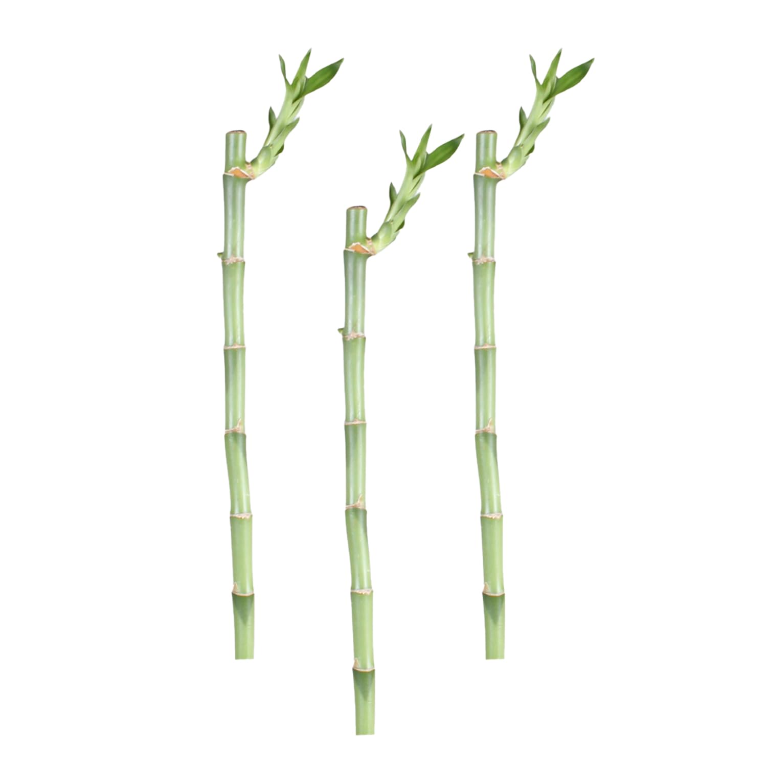 CANTON AQUATICS Lucky Bamboo Plant Dracaena Sanderiana - Popular Indoor House Plants - Background Positioning - All Natural & Organic Aquatic Plant -