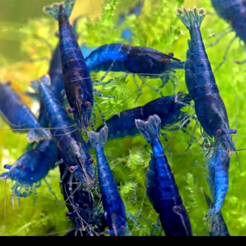 Image of Swimming Creatures Freshwater Aquarium Shrimp - A Perfect Combo to Brighten Your Aquarium! (20, PREMIUM BLUE DIAMOND)