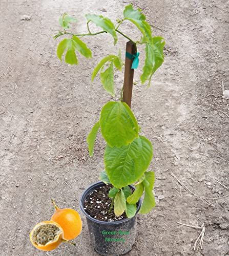 Sweet Granadilla Passion Fruit Tree Passiflora ligularis 1 Gallon Potted