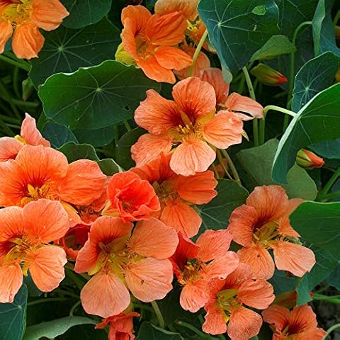 Outsidepride Nasturtium Vesuvius Seeds Cover