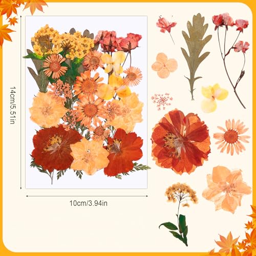 100 unidades flores secas prensadas para manualidades miniatura 6