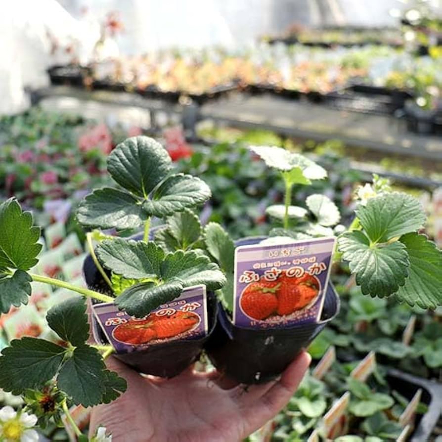 K.HANA様用　苺苗９-10.5cmポット混合354ほん K.HANA様用苺苗9-10.5cmポット混合354ほん