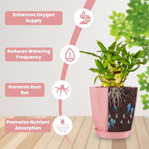Image of JD FRESH 5 Pack Plastic ARO Flower Pots with Drainage & Bottom Tray /Lightweight, UV & Weather Resistant /6 Inch Planters for Indoor /Outdoor /Home /Balcony /Terrace /Garden Plant Pots (Baby Pink)