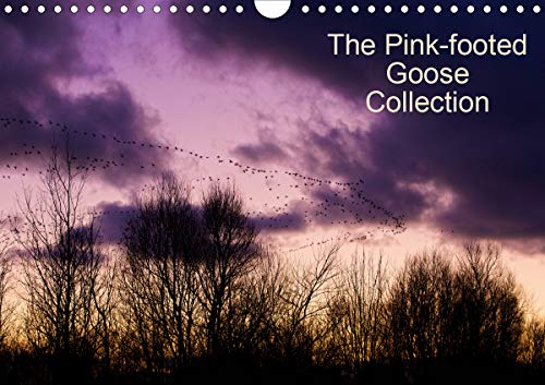The Pinkfoot Goose Collection 2020: Collection of colourful images from the life of Pink-footed Geese. (Calvendo Animals) The Pinkfoot Goose Collection 2020: Collection of colourful images from the life of Pink-footed Geese. (Calvendo Animals)
