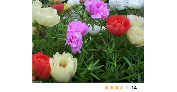 Amazon Com Portulaca Moss Rose Sundial Mix 1000 Seeds Covers Square Feet Patio Lawn Garden Amazon Com Portulaca Moss Rose Sundial Mix 1000 Seeds Covers Square Feet Patio Lawn Garden