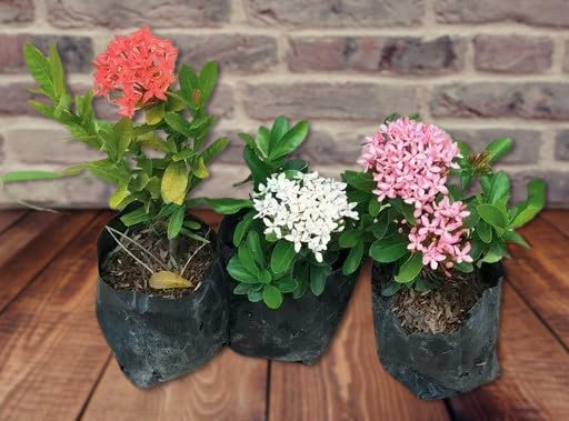 Greenery Nursery Blooming Ixora Potted Plants, Set of 3, Red, Pink and White Flowers Plant (Pack of 1) (B0DDJGS2FF) Amazon Price History, Amazon Price Tracker