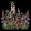 Dark Botanica