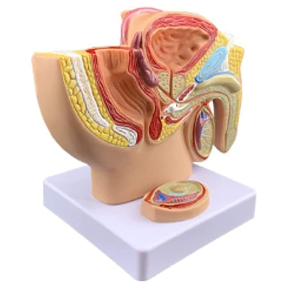 Modèle anatomique de prostate et section sagittale de cavité pelvienne masculine