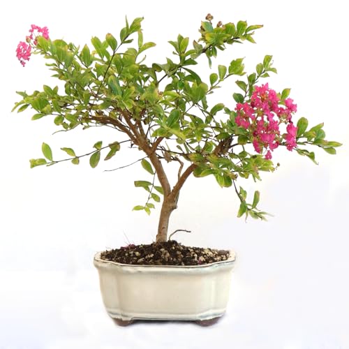 KENTIS - Bonsai di Lagerstroemia Indica Vero - Mirto Crespo - Pianta da Esterno - Balcone Terrazzo Giardino - Vaso in Ceramica 21 cm