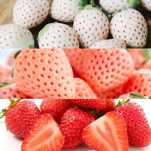 桐箱入り 大粒 3色いちご 12粒[2025年12月上旬発送開始](茨城県共通品:大子町) いちご 苺 果物 フルーツ 果実
