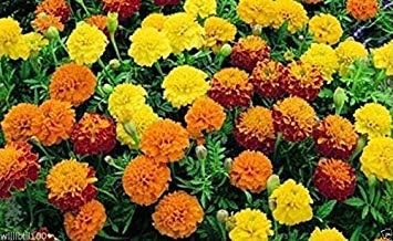 Dwarf French Marigold 1000 Seed Mix Tagetes patula nana,stay small all summe