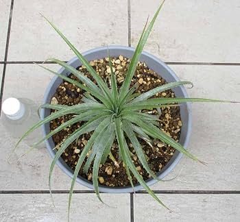 【現品】プヤ・セルーレア　開花株　現地株　日本最大級　15号 現品】プヤ・セルーレア 大株 puya coerulea10号UR番