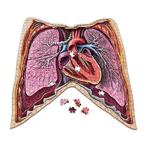 Dr. Livingston's Human Anatomy 500 Piece Jigsaw Puzzle - Educational Learning Toy for Children - Fun Kids Learn Medical Science Game - Anatomical Organs Genius Games (Thorax) Cover