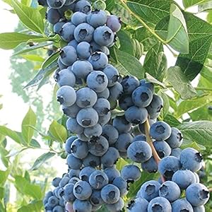 10 Zaden van Bosbessen – Vaccinium MYRTILLUS – Plus