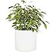 Fox&Fern Übertopf M - Blumentopf Gross inkl. Wasserabfluss - hoch 24cm - Übertöpfe für Zimmerpflanzen - 25cm Durchmesser - Pflanzentöpfe groß - Plant Pot - weiß matt