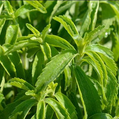 Stivia (Sugar Free) Organic Herb Seeds For Balcony Garden Pack Of 50 (B0C9TB75GD) Amazon Price History, Amazon Price Tracker